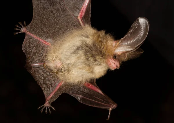 Morcego de orelhas compridas Plecotus auritus — Fotografia de Stock