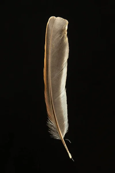 Feather of Reed Bunting, Emberiza schoeniclus — Stock Photo, Image