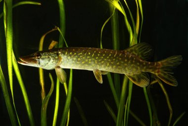 Pike, Esox lucius gölet