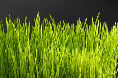 taze yeşil buğday çimen