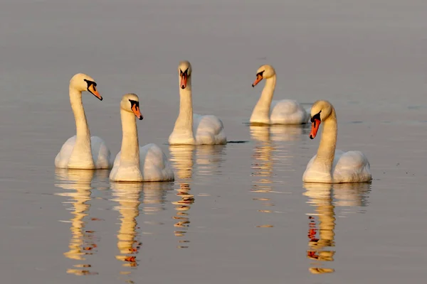 Six Mute Swans  Cygnus olor on the lake — Stock Photo, Image
