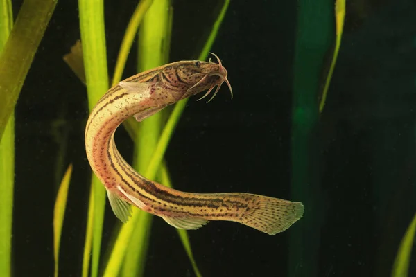 Havuzda Weatherfish Misgurnus fossilis