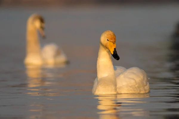 Whooper swan,  Cygnus cygnus on the lake — Stock Photo, Image