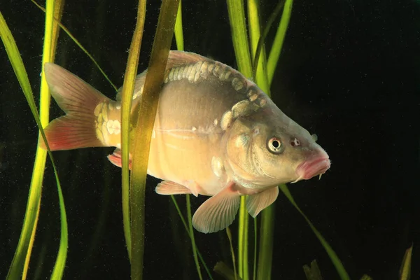 Common carp, Cyprinus carpio in the pond