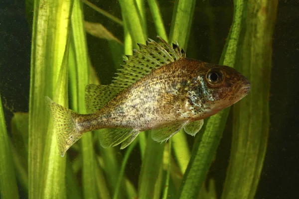 Ježdík obecný, Gymnocephalus cernuus ryb — Stock fotografie