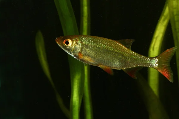 Vörösszárnyú keszeg-Scardinius erythropthalmus hal — Stock Fotó