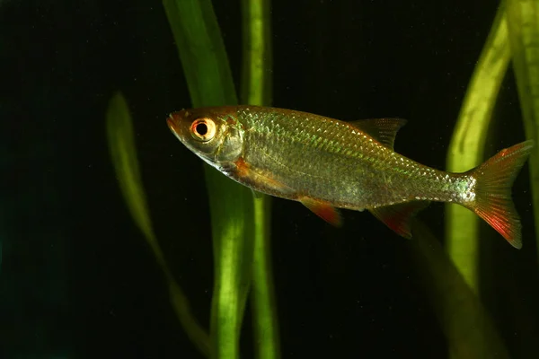 Common rudd, Scardinius erythropthalmus ikan — Stok Foto