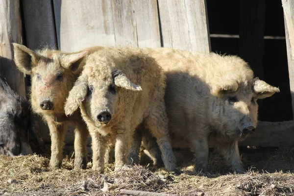 Drie Mangalica varken een Hongaarse hondenras — Stockfoto