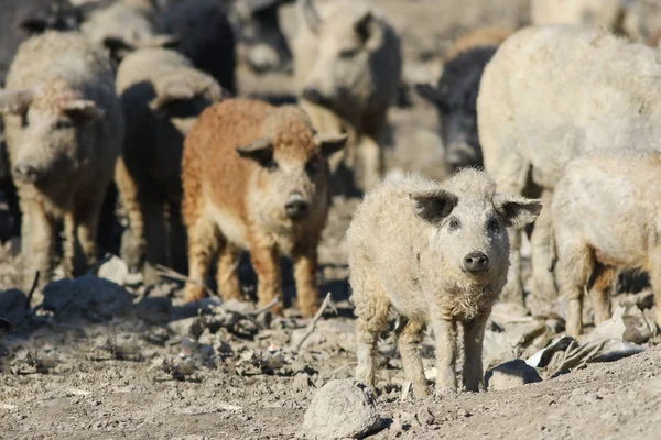 Stádo Mangalica maďarské plemeno domácích prasat — Stock fotografie