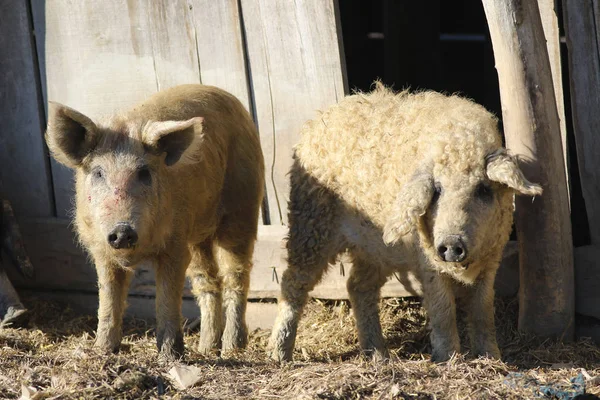 Мангалика венгерская порода домашних свиней — стоковое фото