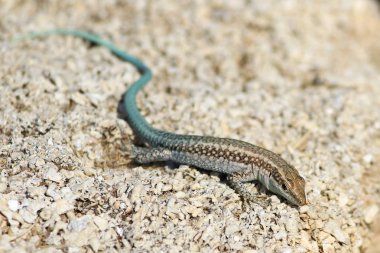 Anadolu kaya kertenkelesi, Lacerta oertzeni, kaya üzerinde sergileniyor 