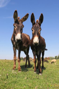 Two brown funny cartoon like donkeys  clipart