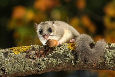 Fındık faresi, Glis glis dalda meşe palamudu yiyor.