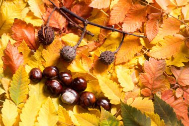 Sonbahar yaprakları ve at kestanesi tohumu.