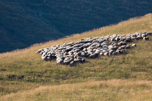 Gran rebaño de ovejas en un pastizal de montaña —  Fotos de Stock