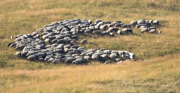 Gran rebaño de ovejas en un pasto de montaña —  Fotos de Stock