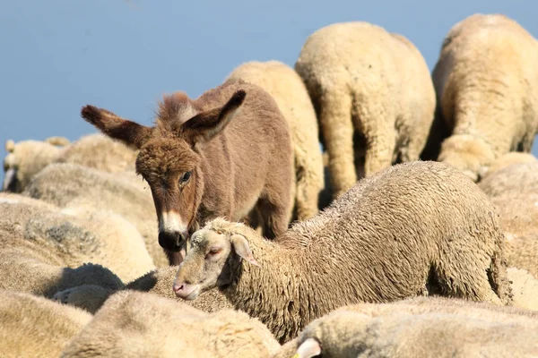 Amistad entre un burro bebé y una oveja —  Fotos de Stock