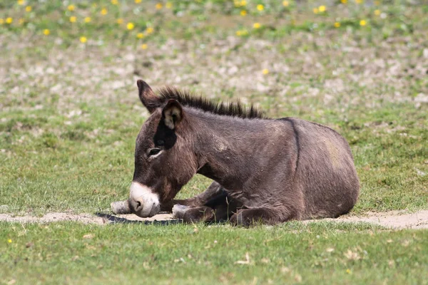 Donkey is resting on the floral meadow — ストック写真