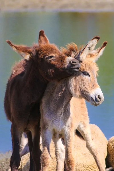 Baby donkeys are playing