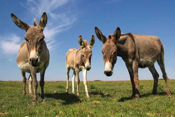 Three funny curious donkeys is staring — ストック写真