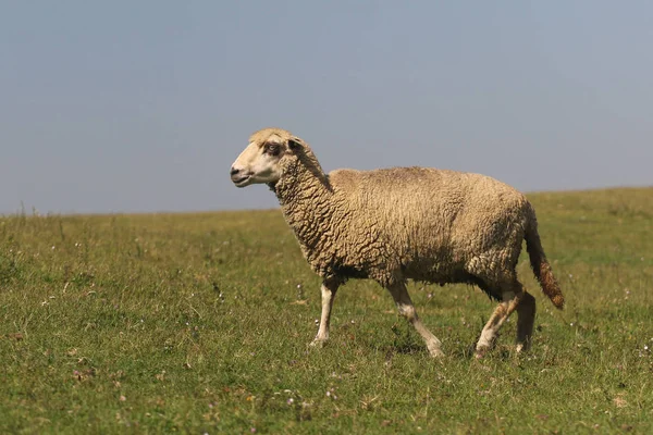 Paseo de ovejas en el pasto — Foto de Stock