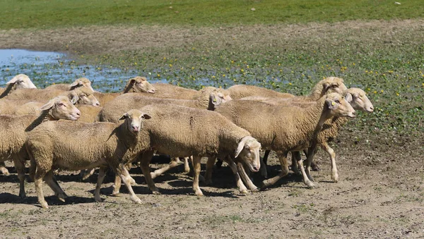 Rebaño de ovejas en el lugar de riego —  Fotos de Stock