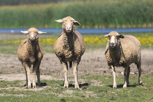 Tre pecore sul pascolo fiorito estivo — Foto Stock