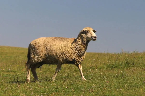 Pecora cammina sul prato — Foto Stock