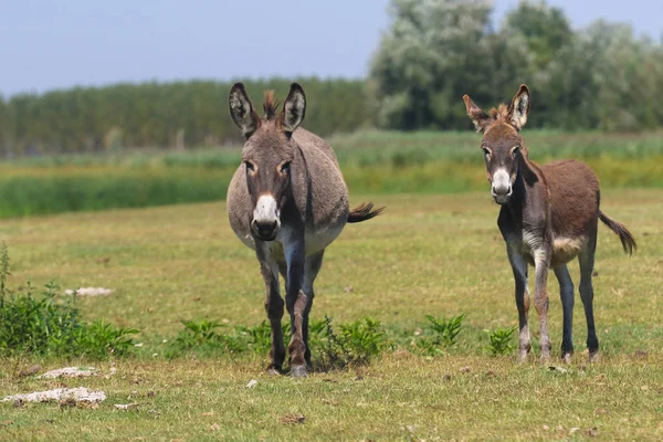 Dos burros en el pasto floral —  Fotos de Stock