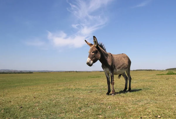 草原上有趣而好奇的驴子 — 图库照片