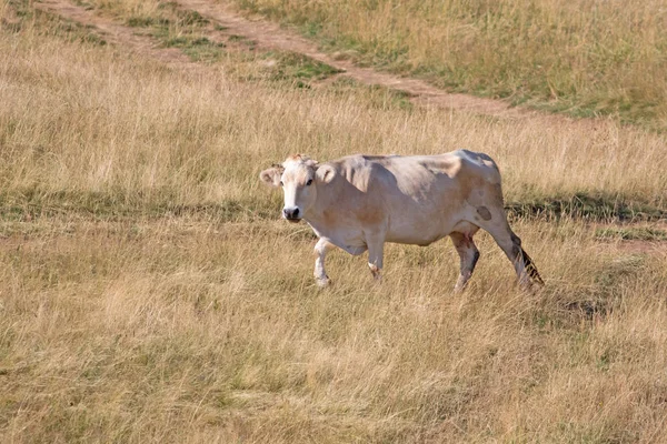 Brązowa krowa na letnich pastwiskach górskich — Zdjęcie stockowe