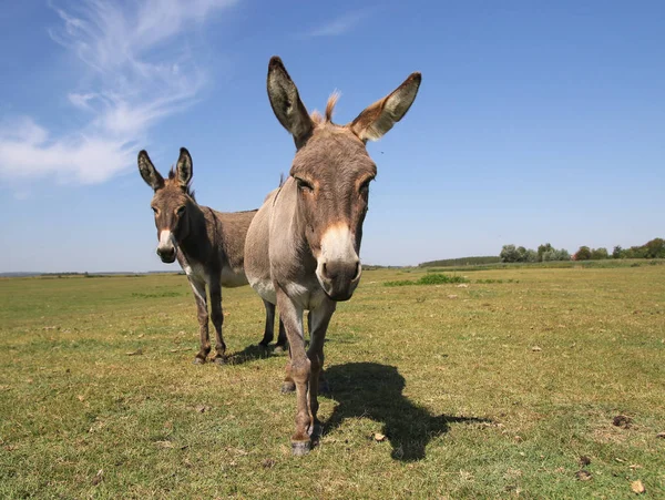 Two funny curious donkeys is staring in the meadow