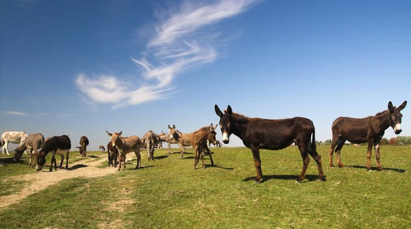 Troupeau d'ânes sauvages pâturent sur les pâturages — Photo