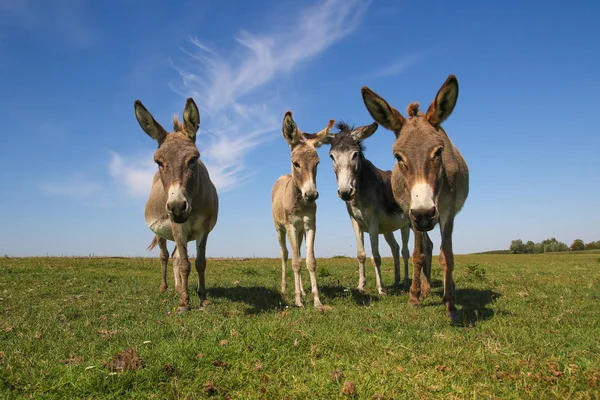 Cuatro burros curiosos divertidos está mirando —  Fotos de Stock