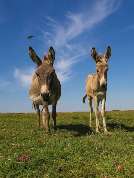 Baby och mor åsnor på betesmark — Stockfoto