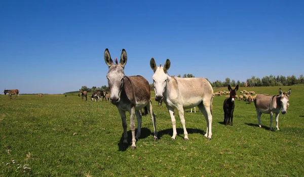 Manada de burros salvajes pastan en el prado —  Fotos de Stock