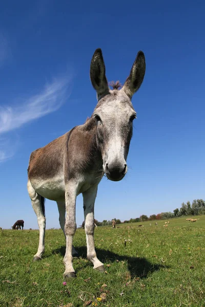 Portrait of funny donkey on pasture