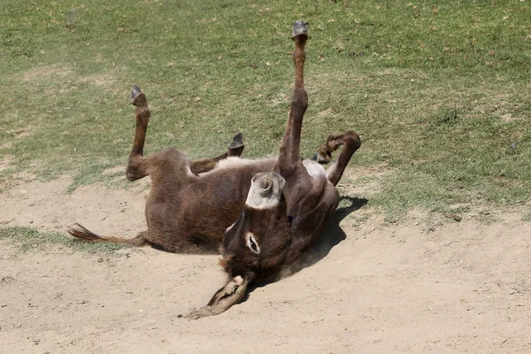 Funny donkey is bathing in the dust