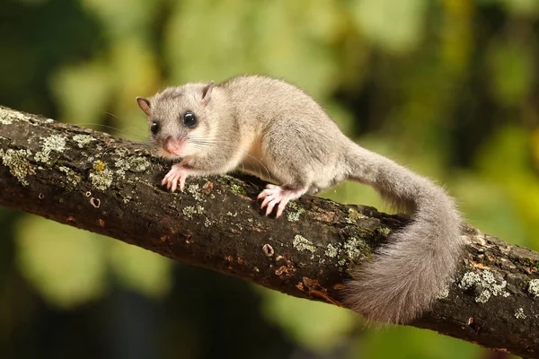 Carino Ghiro, Glis glis sul ramo — Foto Stock