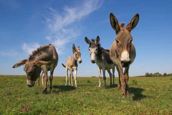 Fyra roliga arslen stirrar på betesmarken — Stockfoto