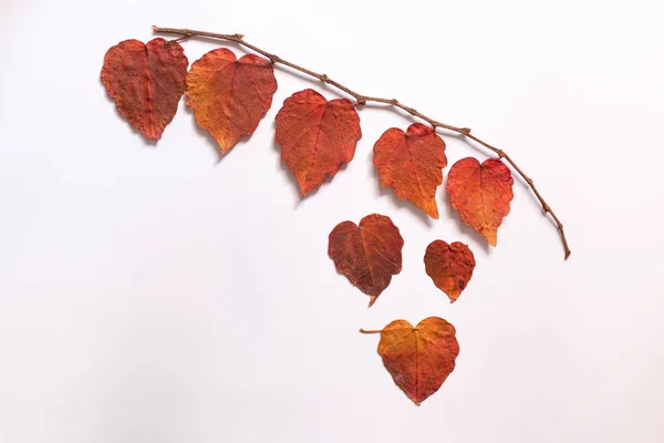 Branch of autumn leaf on white — Stock Photo, Image