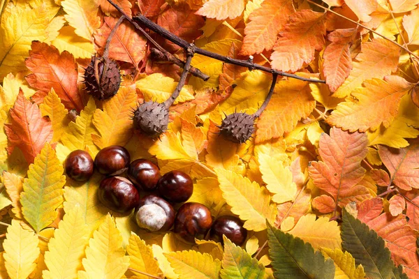 Bunch of autumn leafs and horse chestnut seed — Stock Photo, Image