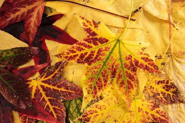 Bunch of autumn maple leafs — Stock Photo, Image