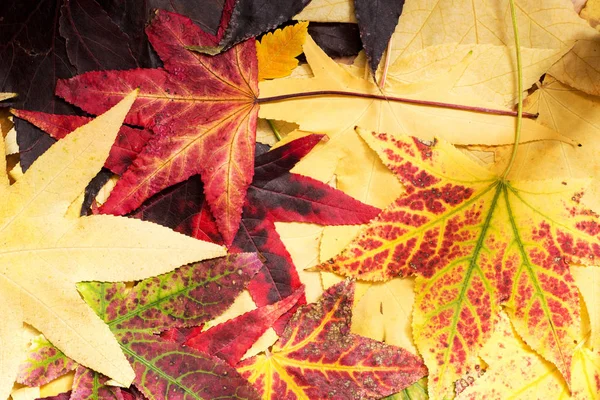 Bunch of colorful autumn maple leafs — Stock Photo, Image