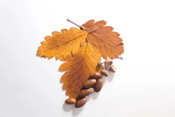 Top view of acorn and leaf on white — Stock Photo, Image