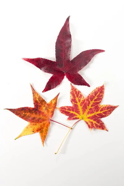 Three maple leaves on white — Stock Photo, Image