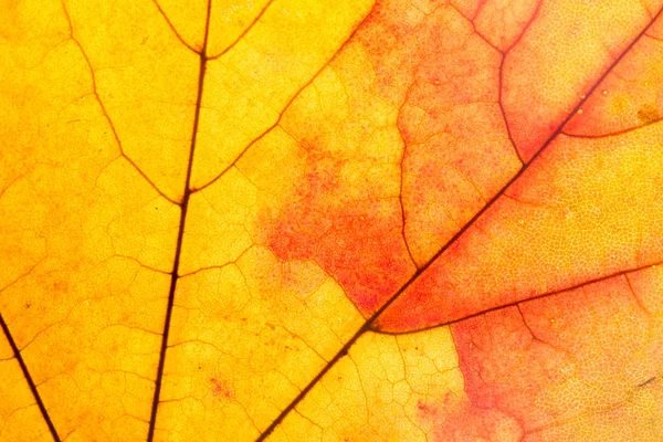 Macro maple leaf structure red and yellow — Stock Photo, Image