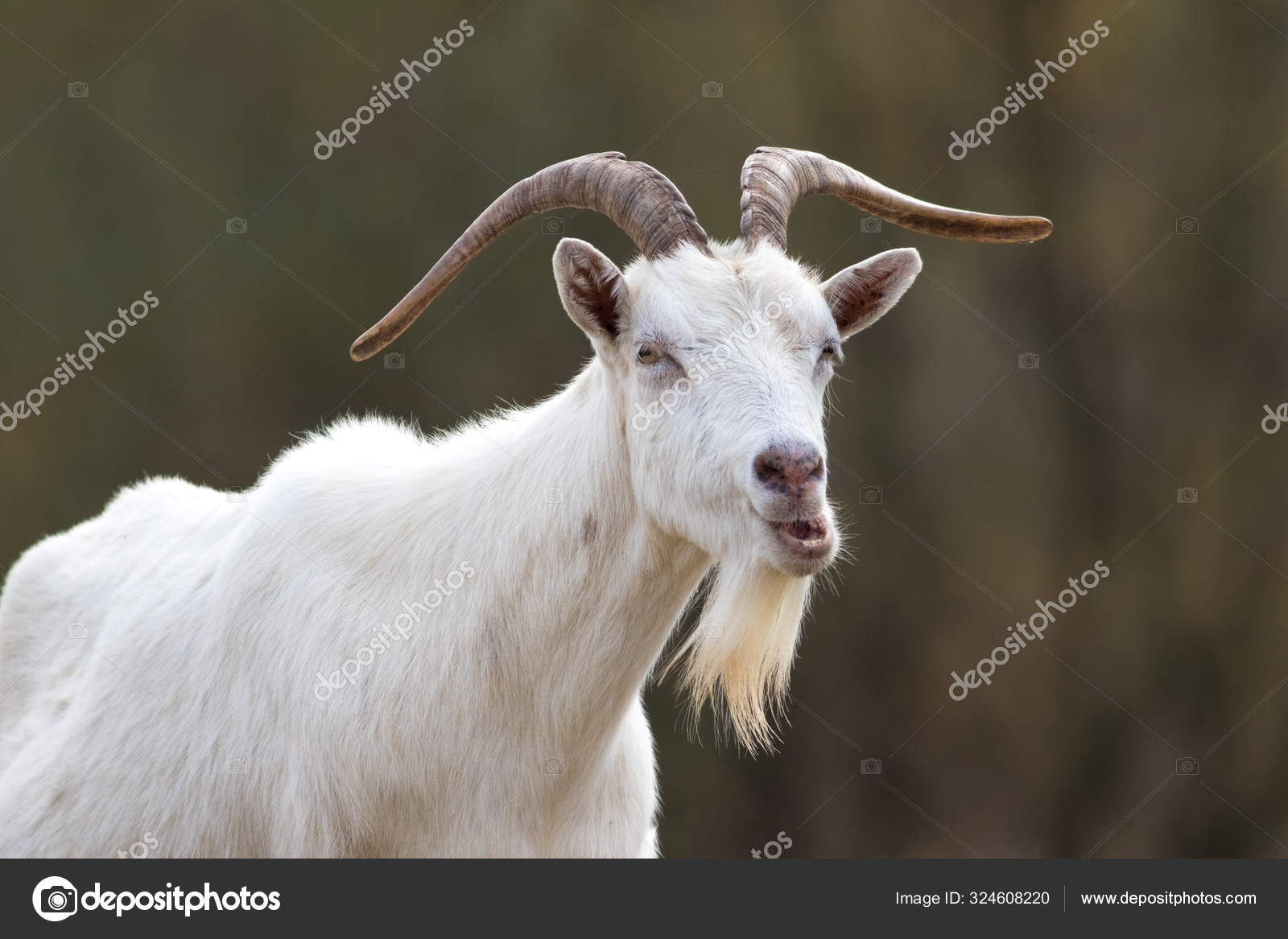 White Horned Funny Goat With Beard Stock Photo Image By C Gezafarkas 324608220