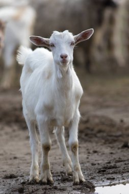 Genç Beyaz Keçi