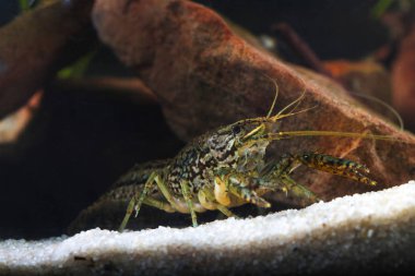 Pest Marbled crayfish,  Procambarus fallax forma virginalis clipart